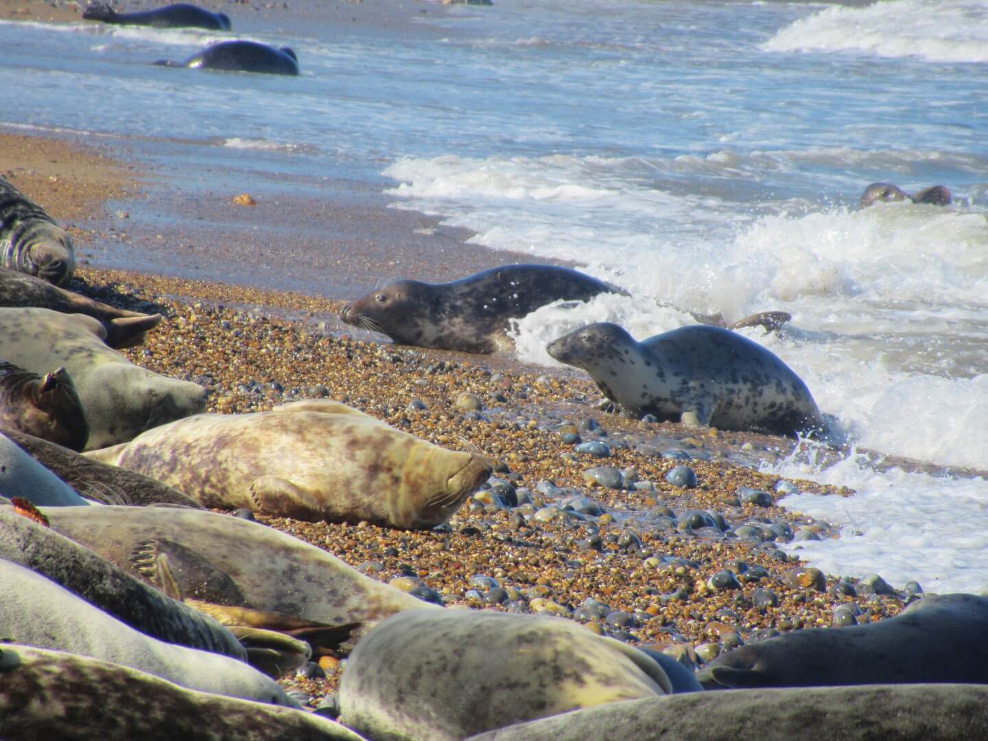 כלבי ים בטיול בנורפולק אנגליה