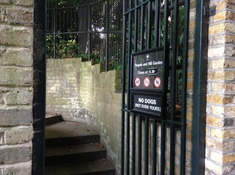 גן סודי בלונדון - פרגולה גרדן